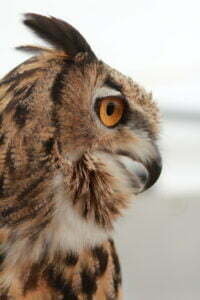 #sfindleyphotos mascot